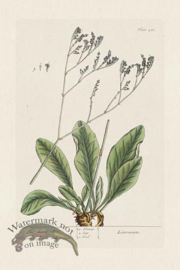 BEE 481 Sea Lavender